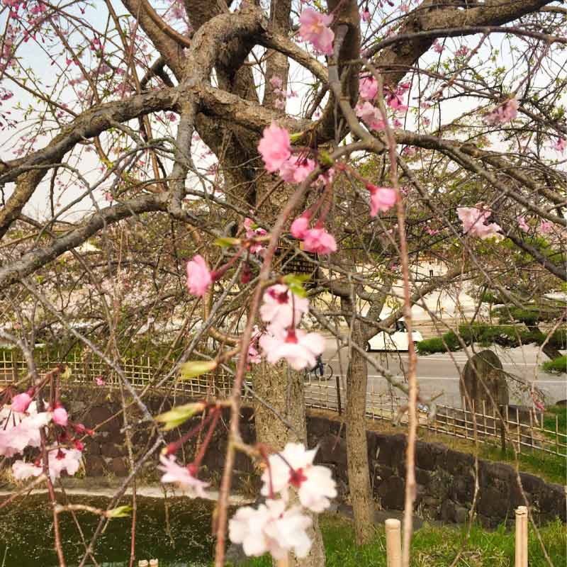 掛川城公園の桜