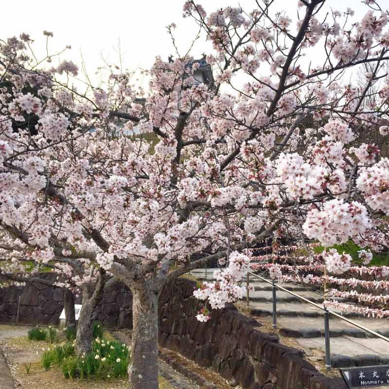 掛川城公園の桜