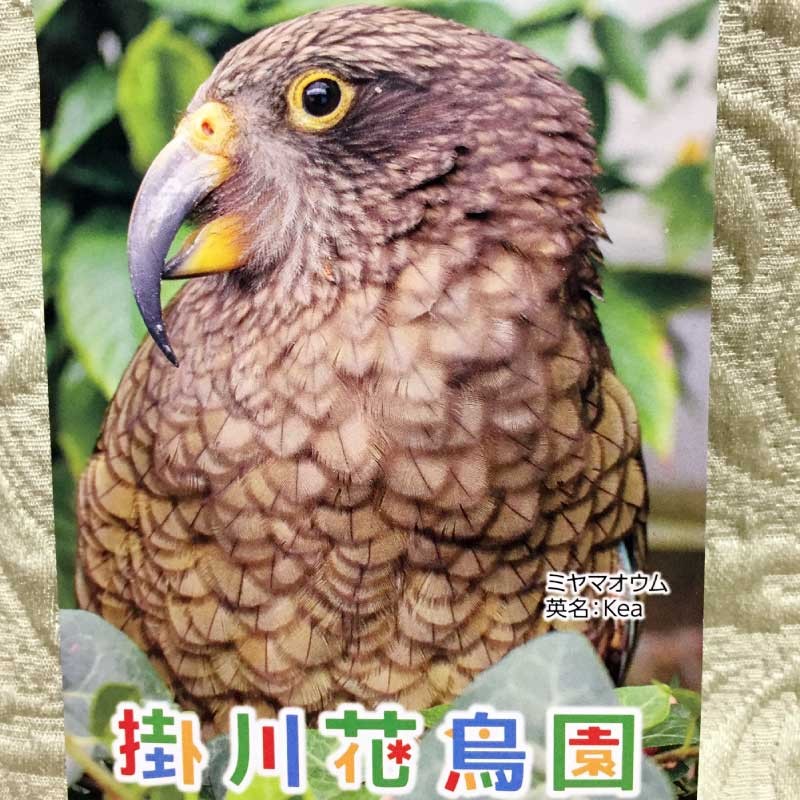 掛川花鳥園ポスター