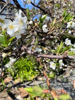 春の訪れ スモモの花が咲き始めました サロンブーケ